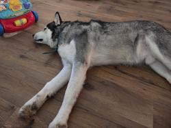 Lost Male Dog last seen Near and 3707, Wills Point, TX 75169