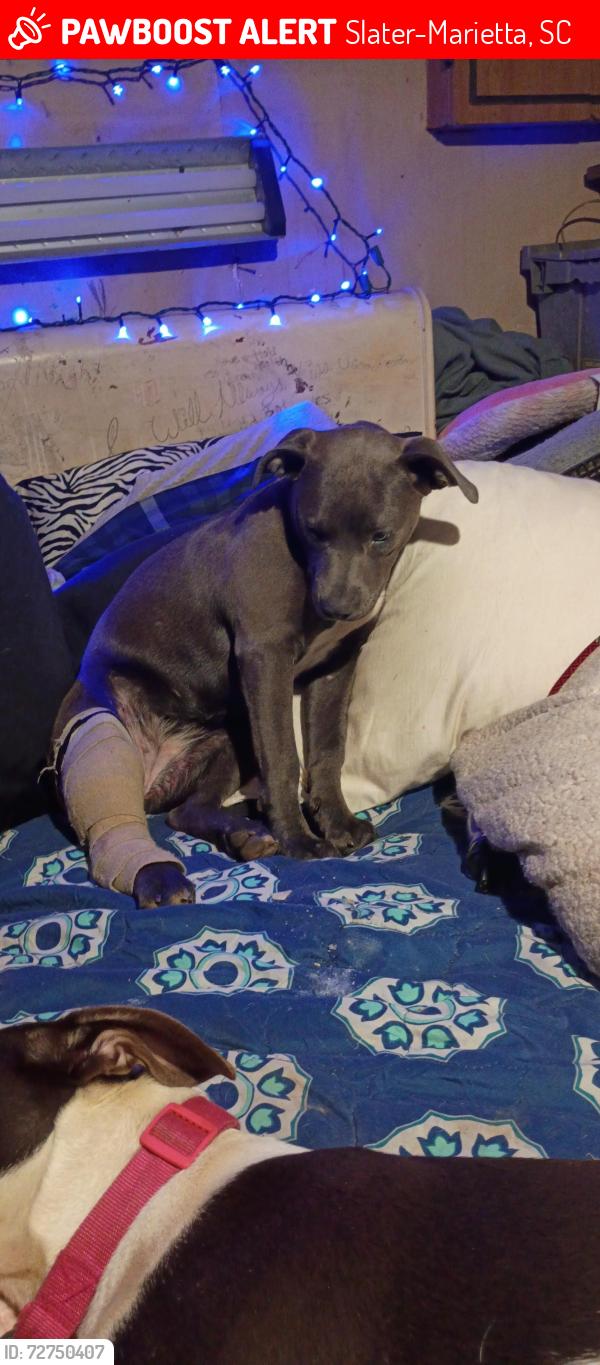 Lost Female Dog last seen Willow dr and Chestnut ridge rd , Slater-Marietta, SC 29661