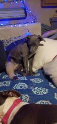 Lost Female Dog last seen Willow dr and Chestnut ridge rd , Slater-Marietta, SC 29661