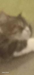 Lost Female Cat last seen Sunk , Yorba Linda, CA 92886