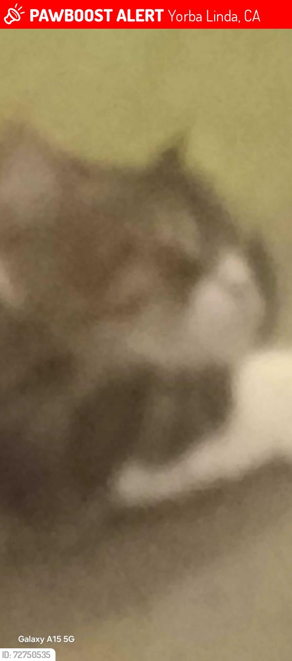 Lost Female Cat last seen Sunk , Yorba Linda, CA 92886