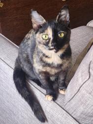 Found/Stray Unknown Cat last seen Le Suer/Lycoming 23229, Tuckahoe, VA 23229