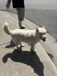Found/Stray Female Dog last seen Amador and Bianchi, Stockton, CA 95207