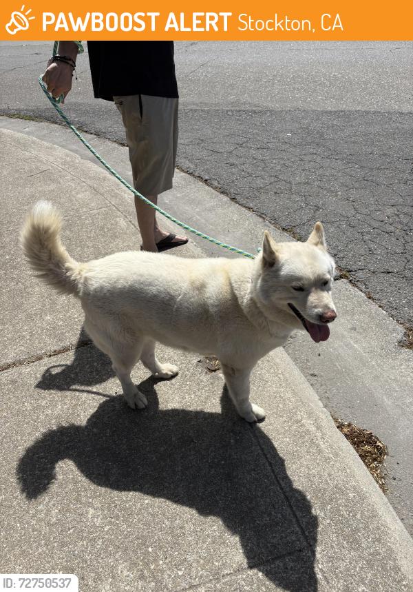 Found/Stray Female Dog last seen Amador and Bianchi, Stockton, CA 95207