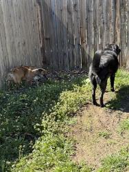 Found/Stray Male Dog last seen Wellesley and Monroe, Spokane, WA 99205