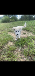 Found/Stray Male Dog last seen Cheyenne , Smithville, TX 78957