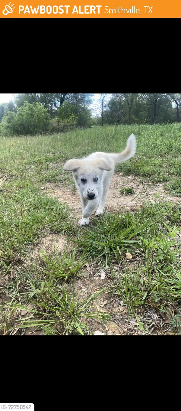 Found/Stray Male Dog last seen Cheyenne , Smithville, TX 78957