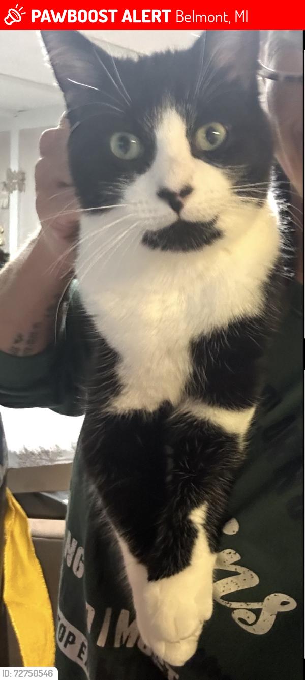 Lost Male Cat last seen Lasvegas dr packer Dr , Belmont, MI 49306