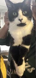 Lost Male Cat last seen Lasvegas dr packer Dr , Belmont, MI 49306
