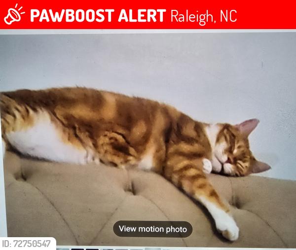 Lost Male Cat last seen Near stonewall dr , Raleigh, NC 27604