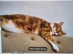 Lost Male Cat last seen Near stonewall dr , Raleigh, NC 27604
