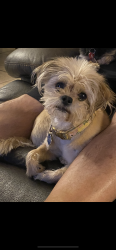 Lost Female Dog last seen Miami and 72nd , Albuquerque, NM 87120