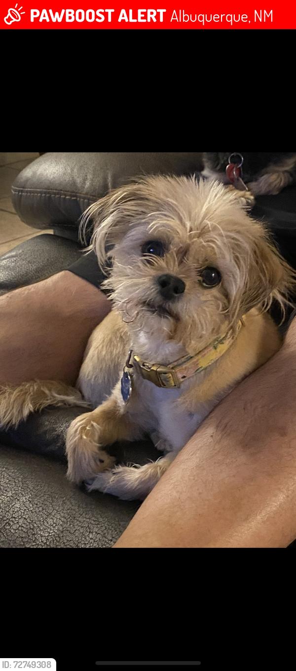 Lost Female Dog last seen Miami and 72nd , Albuquerque, NM 87120