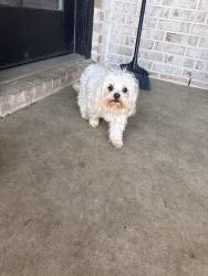 Found/Stray Female Dog last seen Elevon and Lakepointe Subdivision , Lavon, TX 75166