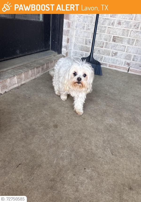 Found/Stray Female Dog last seen Elevon and Lakepointe Subdivision , Lavon, TX 75166