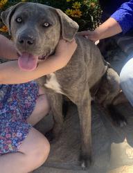 Found/Stray Female Dog last seen Brentwood Neighborhood in Glen Hollow Rd and Hanford Ct, Victorville, CA 92394