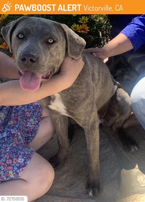 Found/Stray Female Dog last seen Brentwood Neighborhood in Glen Hollow Rd and Hanford Ct, Victorville, CA 92394