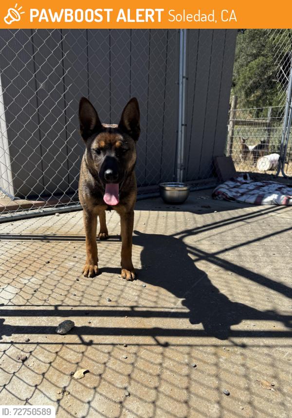 Found/Stray Female Dog last seen Metz road, Soledad, CA 93960