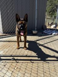 Found/Stray Female Dog last seen Metz road, Soledad, CA 93960