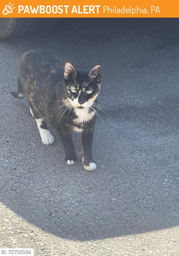 Found/Stray Unknown Cat last seen Argyle and Westmoreland , Philadelphia, PA 19134