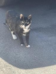 Found/Stray Unknown Cat last seen Argyle and Westmoreland , Philadelphia, PA 19134
