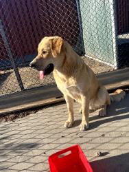 Found/Stray Male Dog last seen McLane High School, Fresno, CA 93703