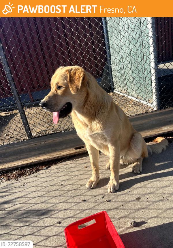 Found/Stray Male Dog last seen McLane High School, Fresno, CA 93703
