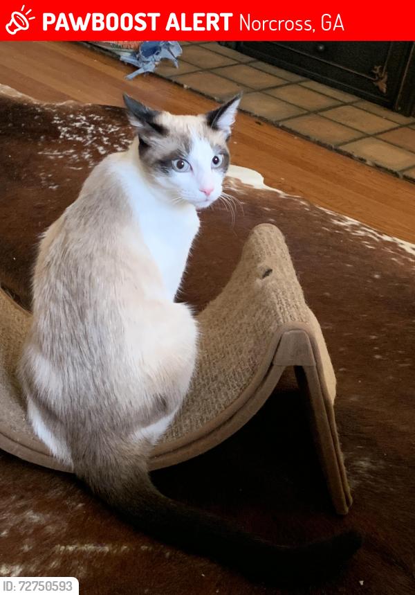 Lost Male Cat last seen Park Drive, Norcross, GA, Norcross, GA 30071