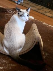 Lost Male Cat last seen Park Drive, Norcross, GA, Norcross, GA 30071