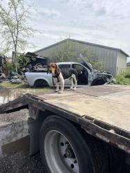 Lost Male Dog last seen Hammerly Dr , Dallas, TX 75212