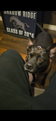 Lost Female Dog last seen N Aviary way, W Elkhorn rd, North Las Vegas, NV 89084