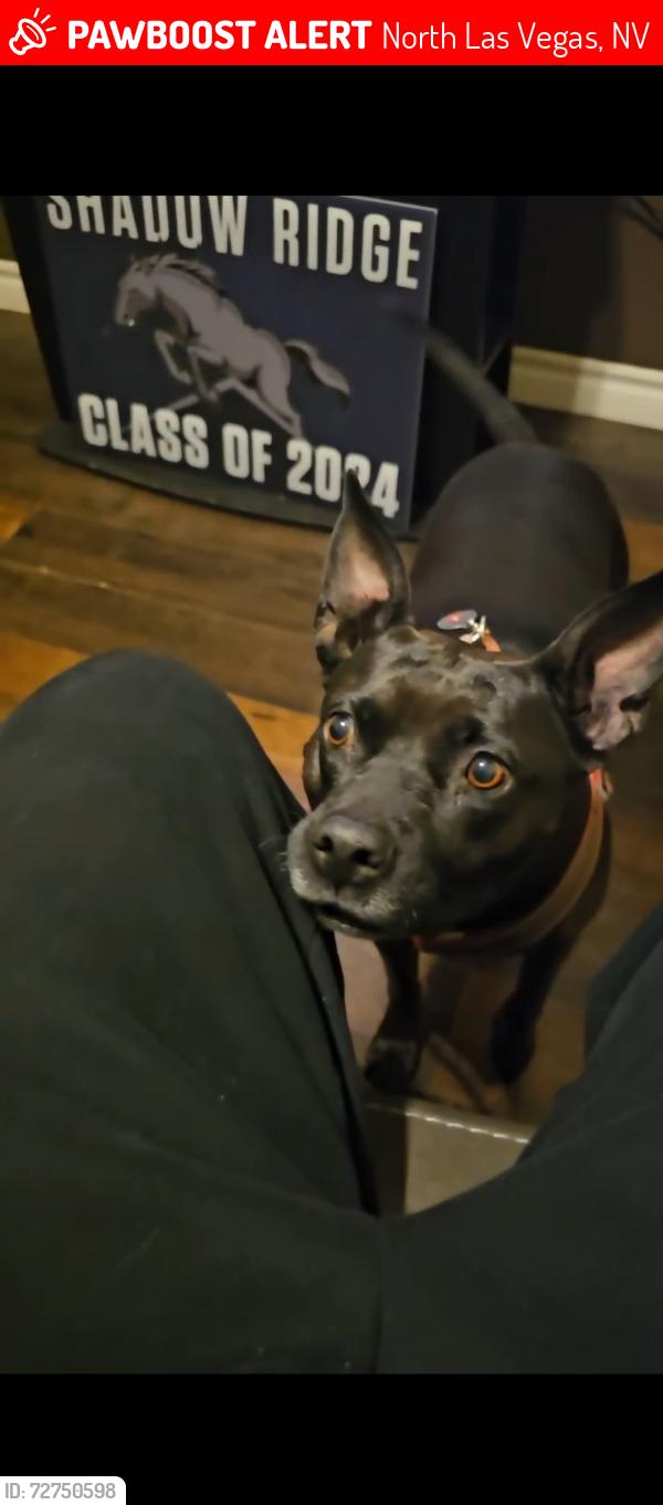 Lost Female Dog last seen N Aviary way, W Elkhorn rd, North Las Vegas, NV 89084