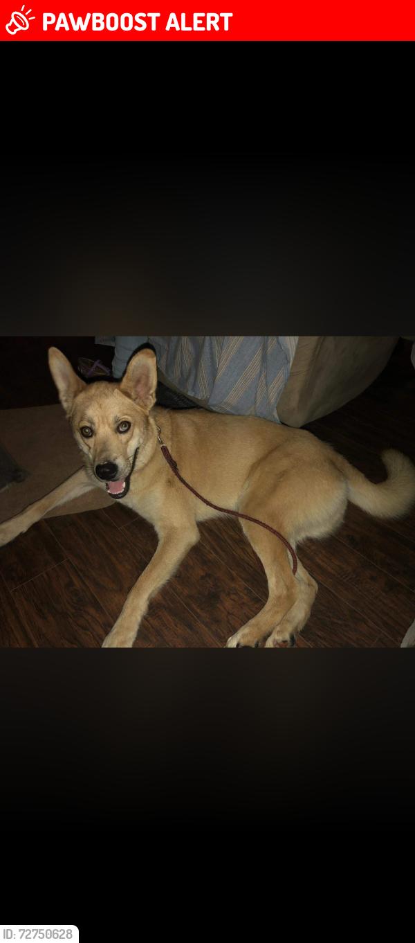 Lost Female Dog last seen Fender road or Melbourne ky area , Campbell County, KY 41059