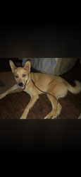 Lost Female Dog last seen Fender road or Melbourne ky area , Campbell County, KY 41059