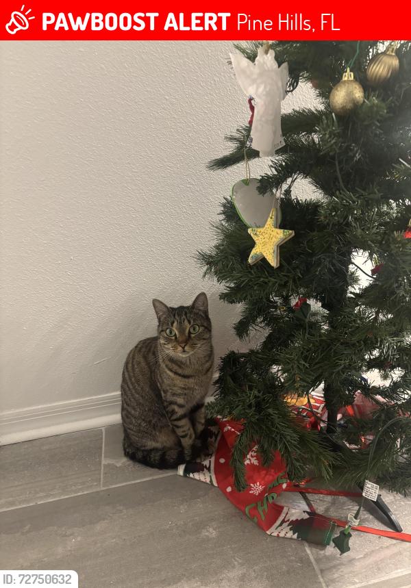 Lost Female Cat last seen N Hiawassee Rd, Pine Hills, FL 32818