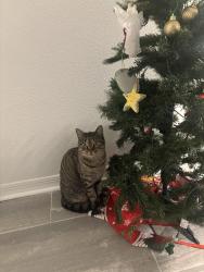 Lost Female Cat last seen N Hiawassee Rd, Pine Hills, FL 32818