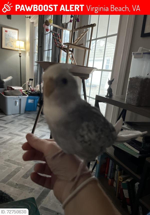 Lost Male Bird last seen Cherokee, Virginia Beach, VA 23462