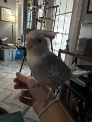 Lost Male Bird last seen Cherokee, Virginia Beach, VA 23462