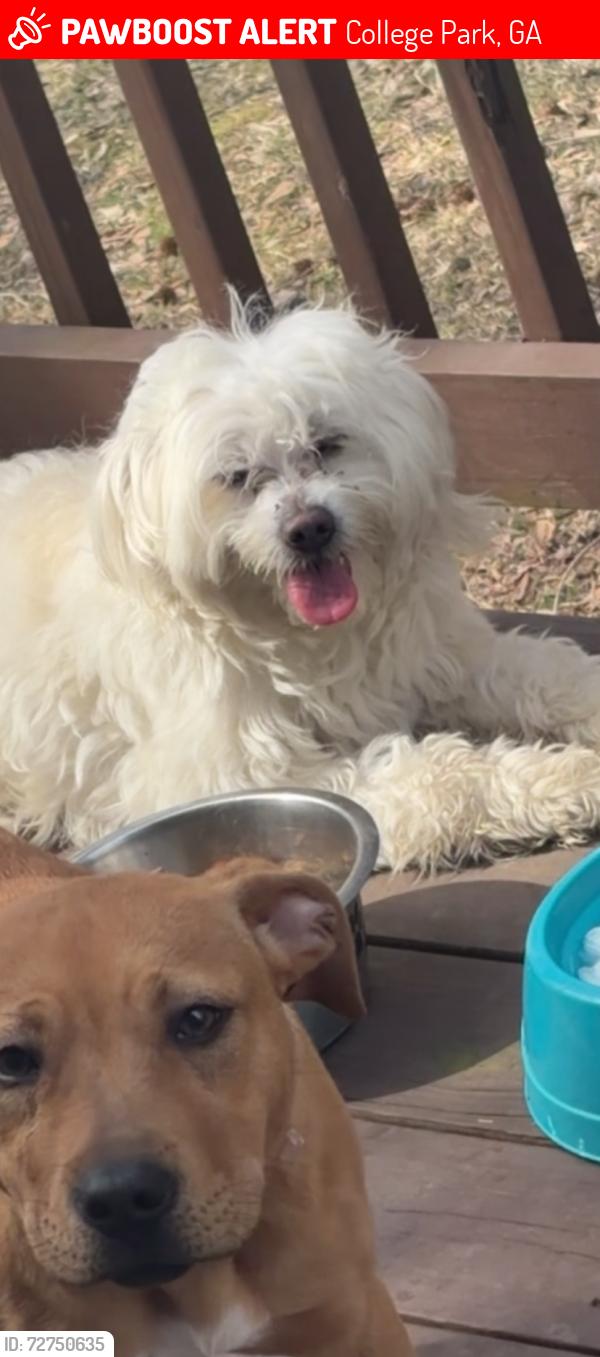 Lost Male Dog last seen Surrey court, College Park, GA 30349