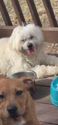 Lost Male Dog last seen Surrey court, College Park, GA 30349
