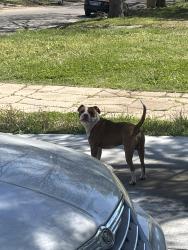 Found/Stray Male Dog last seen Roaming around Green Street between 17th and 16th, Wichita, KS 67214