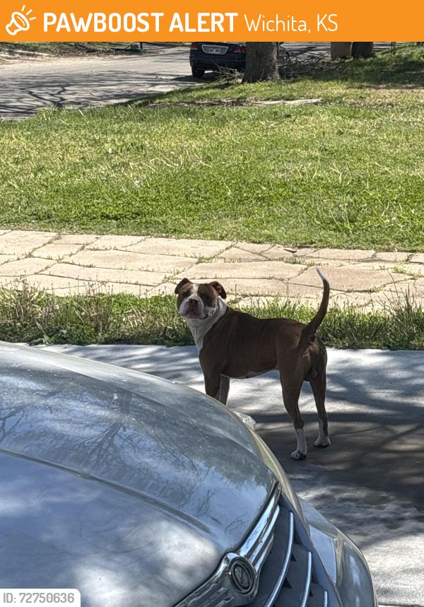 Found/Stray Male Dog last seen Roaming around Green Street between 17th and 16th, Wichita, KS 67214