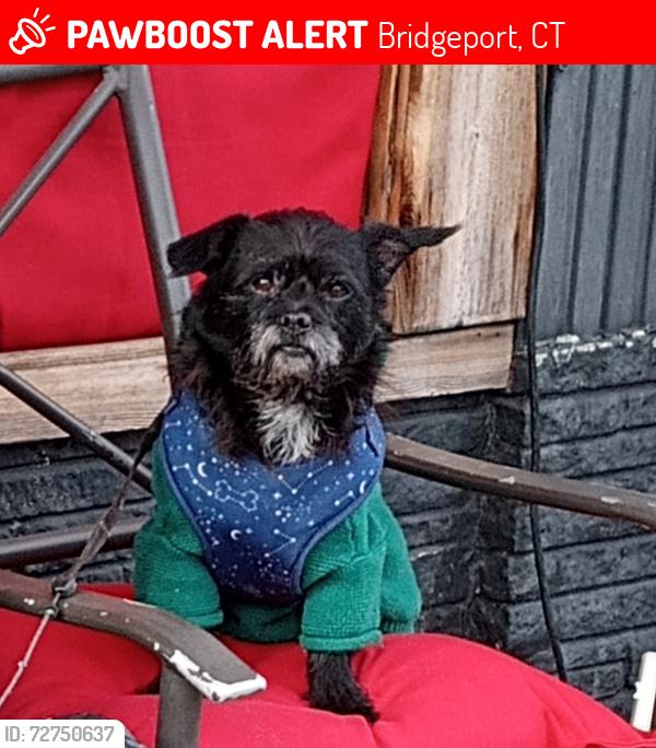 Lost Male Dog last seen Whiter st , Bridgeport, CT 06604