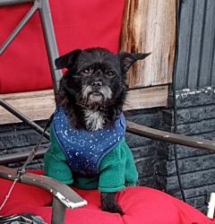 Lost Male Dog last seen Whiter st , Bridgeport, CT 06604