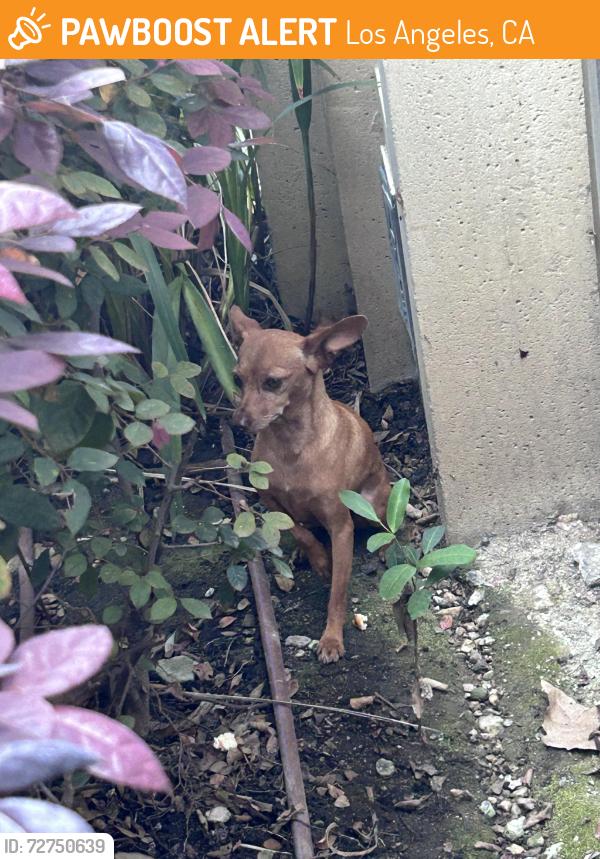 Found/Stray Female Dog last seen West 30th and Hoover, Los Angeles, CA 90007