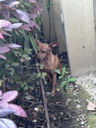 Found/Stray Female Dog last seen West 30th and Hoover, Los Angeles, CA 90007