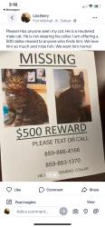 Lost Male Cat last seen Rampart court apt 114, Fort Mitchell, KY 41017