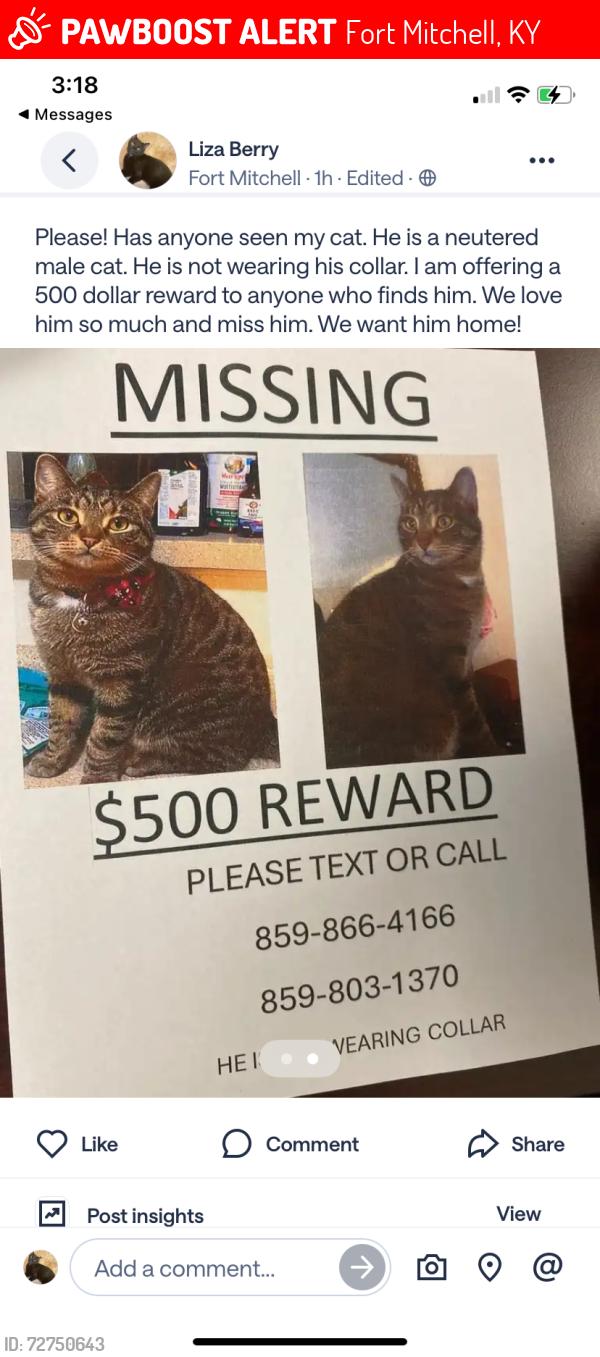 Lost Male Cat last seen Rampart court apt 114, Fort Mitchell, KY 41017