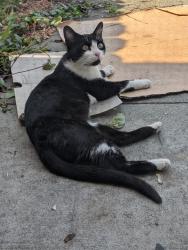 Found/Stray Female Cat last seen Cutting Blvd & S. 50th St, Richmond, CA 94808