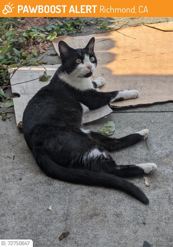 Found/Stray Female Cat last seen Cutting Blvd & S. 50th St, Richmond, CA 94808